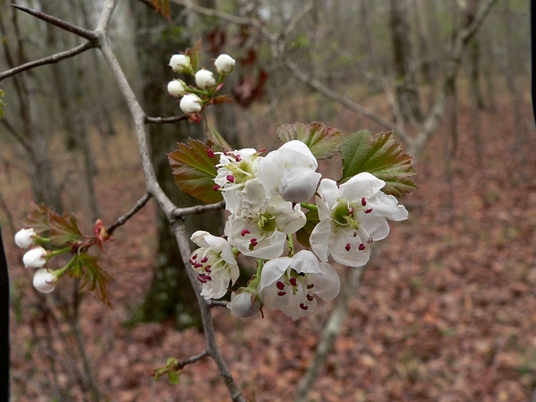 {Crataegus iracunda}
